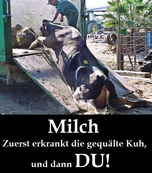 Milch – zuerst erkrankt die Kuh und dann DU!