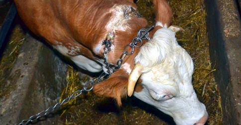 Seltene Ausnahme: Kettenrinder-Tierquäler kommt vor Gericht