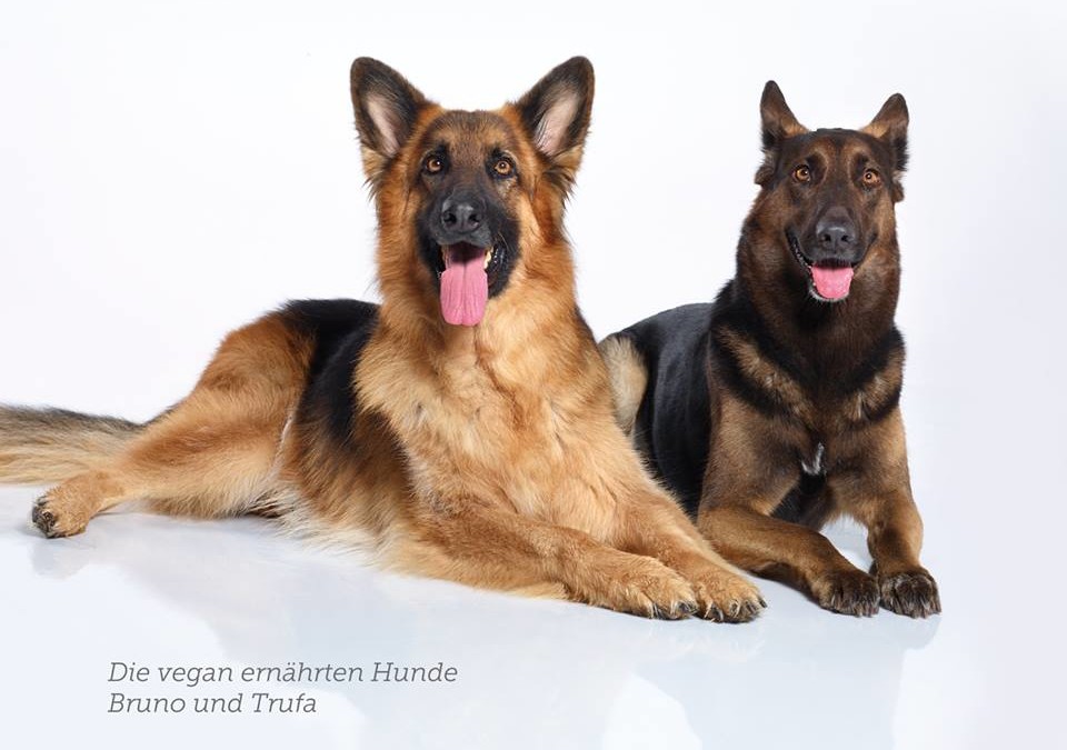 Was ist der auffälligste Unterschied zwischen vegan ernährten Hunden und mit Fleisch ernährten Hunden?