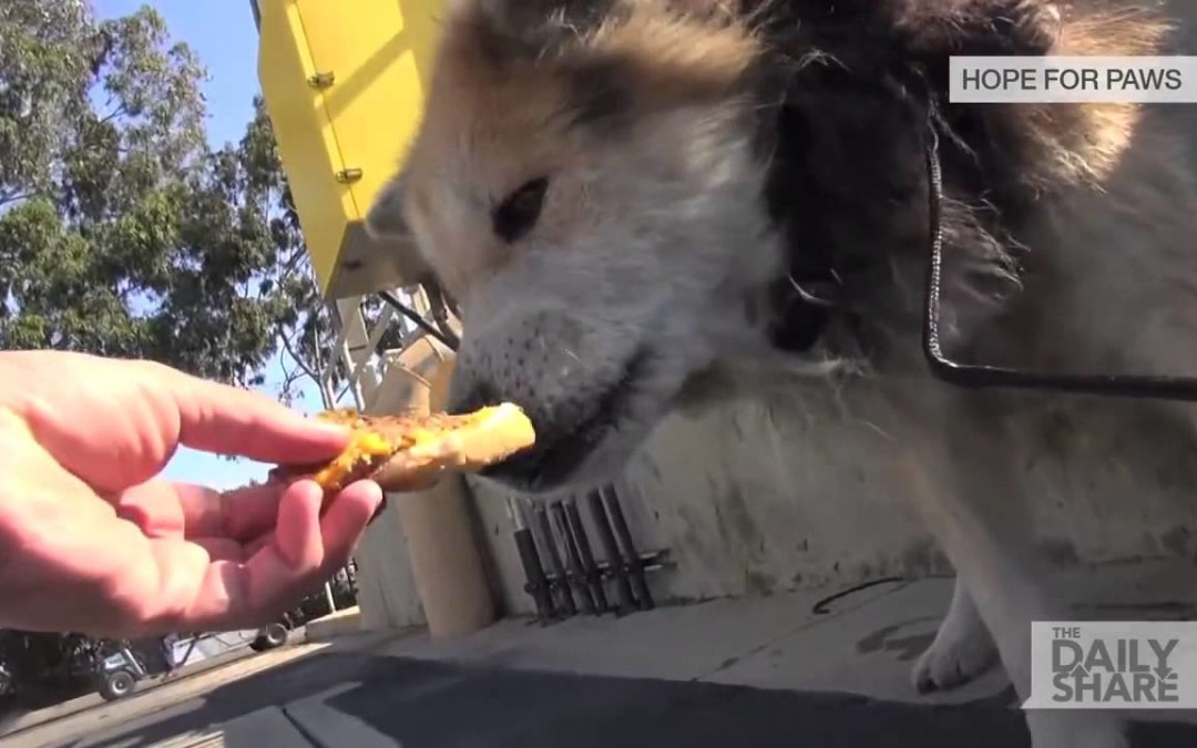 Schönes Video: Es lohnt sich auf jeden Fall, auch einen älteren Hund zu adoptieren!