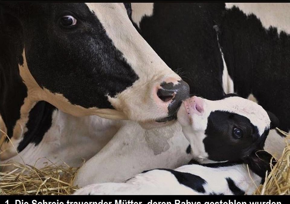 Pflanzenmilch ist anders als Kuhmilch