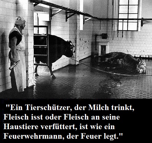 Wer Tiere isst oder ausbeuten lässt, also Fleisch, Fisch, Milchprodukte und Eier konsumiert oder an Tiere verfüttert, ist kein Tierschützer, sondern ein Tierschinder! Es gibt nur Tierausbeutung oder eine vegane Lebensweise. Dazwischen gibt es nichts.