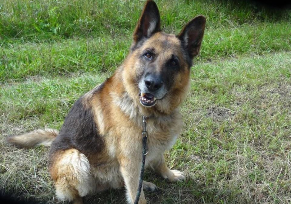 Notfall „Arco“ – Deutscher Schäferhund in der Schweiz sucht ein neues liebevolles Zuhause!