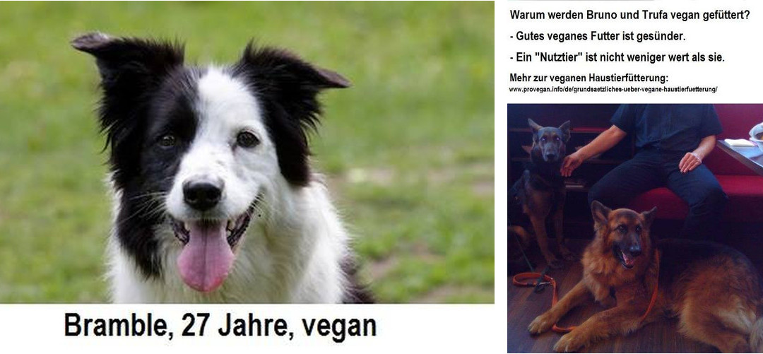 Vegane Haustierfütterung