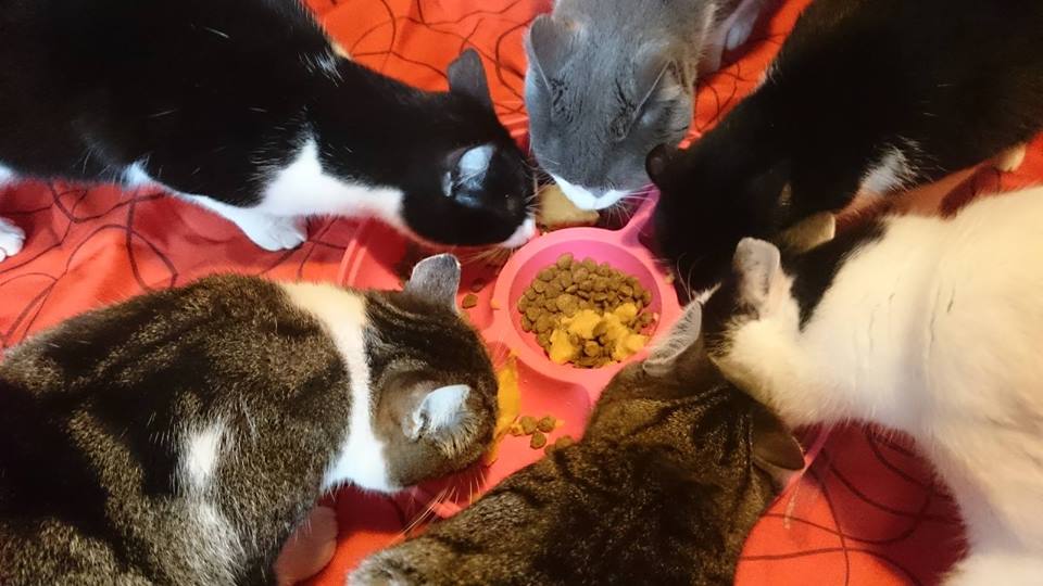 Alle Katzen auf dem Tierrettungshof El Hogar ProVegan werden seit Jahren vegan gefüttert!