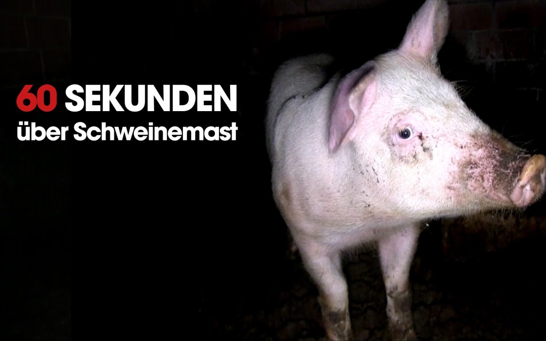 Die ganz normale Haltung und Aufzucht von Schweinekindern