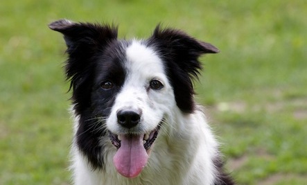 VEGANER Hund Bramble wurde 27 Jahre alt (189 Hundejahre)