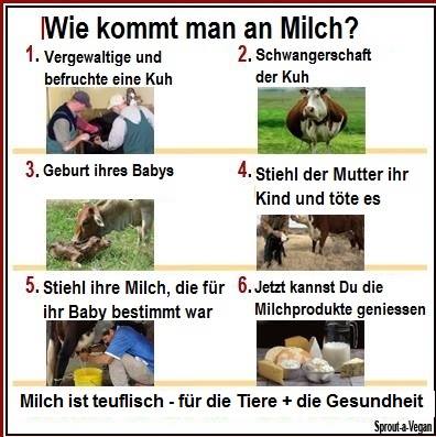 Wie wird Milch erzeugt?