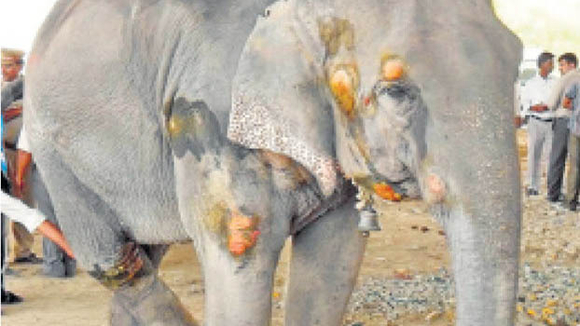 Missbrauch der Elefanten in Indien – Petition
