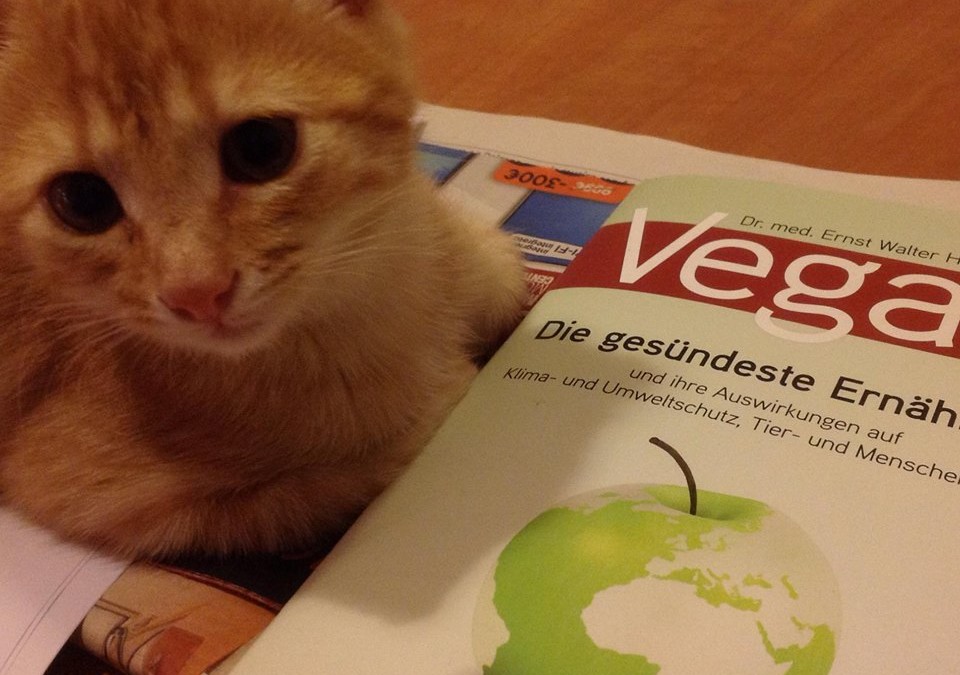 Ausgezeichneter Artikel des Tierarztes Andrew Knight über vegane Haustierfütterung, insbesondere von Katzen