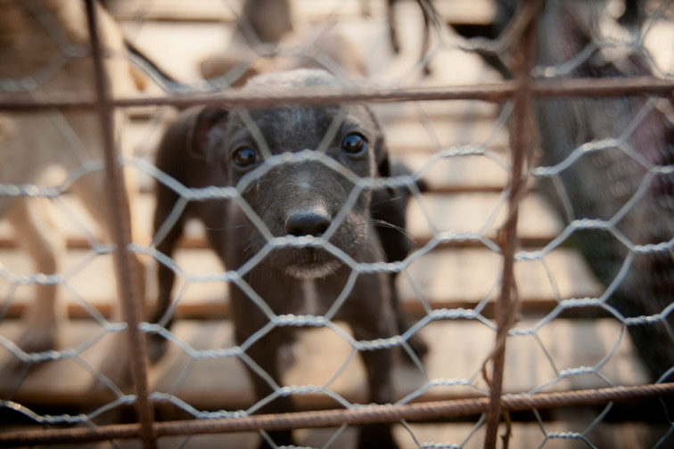 Tierärzte wehren sich gegen das Hunde-Elend