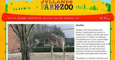 In Dänemark soll die nächste Giraffe sterben – wegen uninteressanter Gene!