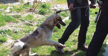 EU bezahlt das Hundemassaker in Rumänien