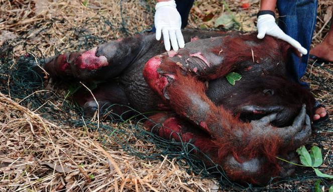 Haftstrafen wegen Tötung von Orang-Utan