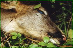 Pressemitteilung von „Abschaffung der Jagd“ an ProVegan – Jagdunfall: Schon wieder ein Toter – Schluss mit der Hobbyjagd!