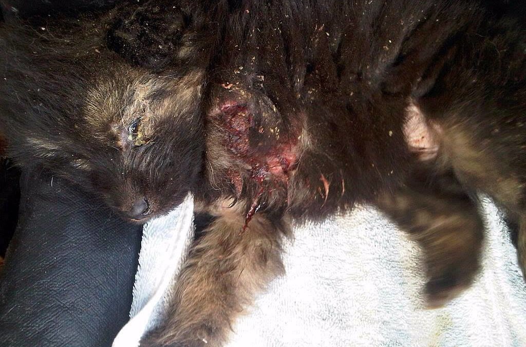 13-Jähriger wirft Welpen über den Zaun zu 2 Pitbulls, damit sie ihn zerreissen