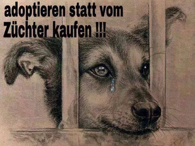 Keine Hunde bei legalen oder illegalen Züchtern kaufen!