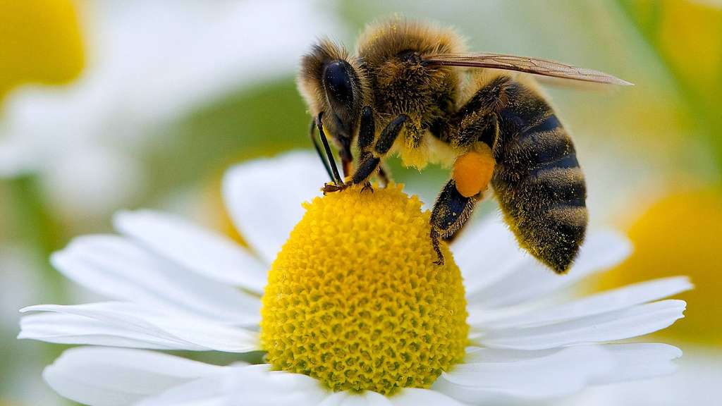 In Großbritannien dürfen wieder Bienenkiller-Pesitzide versprüht werden – trotz eines EU weiten Verbots!