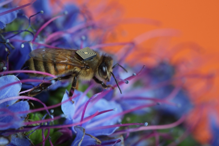 Zuerst bringen sie die Bienen um, dann quälen sie die überlebenden Bienen mit Mikrosensoren