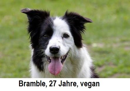 Die beste Ernährung auch für Haustiere: vegan – im besten Einklang mit dem Tierschutzgesetz!