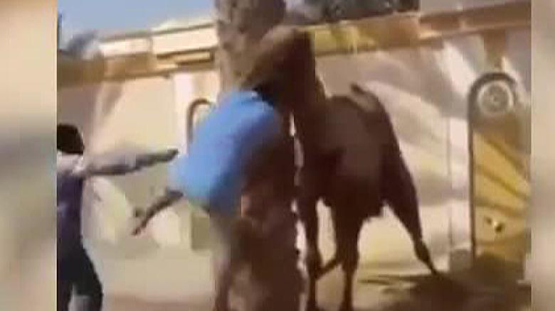 Kamel, das geschächtet werden soll, beisst den Schächter in den Kopf und schleudert ihn herum