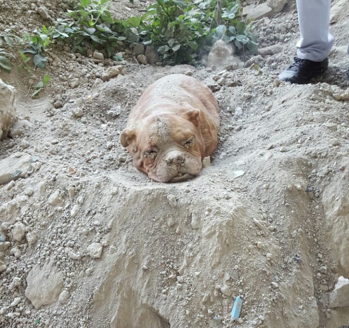 Tierquäler vergräbt Dogge lebendig im Bauschutt – Findest Du das auch furchtbar?