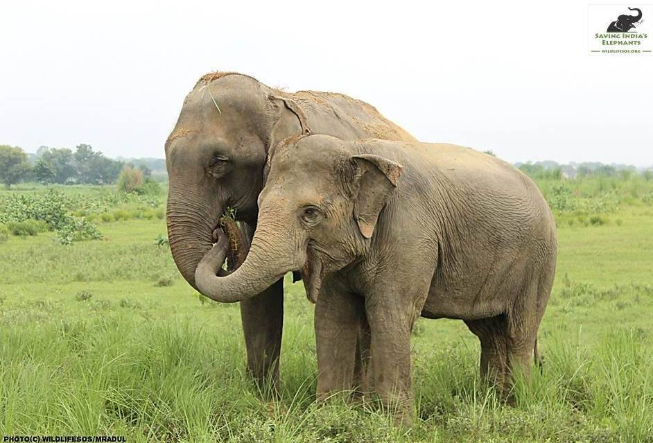 Elefant hilft blindem Elefant