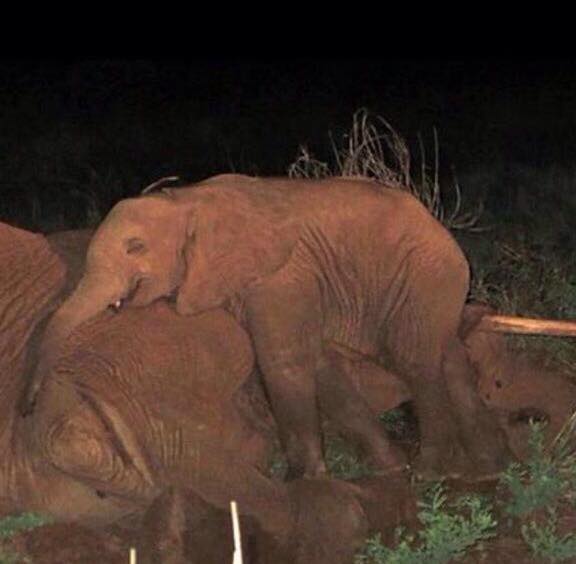 Ein Baby-Elefant trauert um seine ermordete Mutter – Millionen von Kälber trauern genauso um ihre Mütter, weil Vegetarier und Omnivore dafür zahlen, dass den Kälbern die Mütter genommen werden!