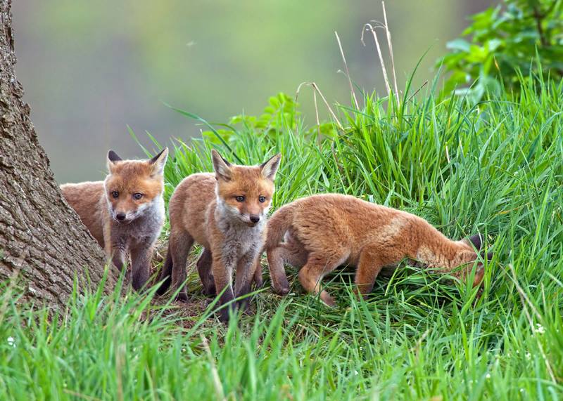 9 Gründe für ein Verbot der Fuchsjagd