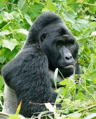 Finger weg vom Virunga-Nationalpark