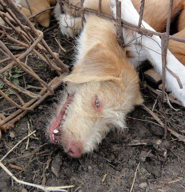 Ein Hund, der geschlachtet werden soll, versucht vergeblich aus seinem Käfig zu entkommen