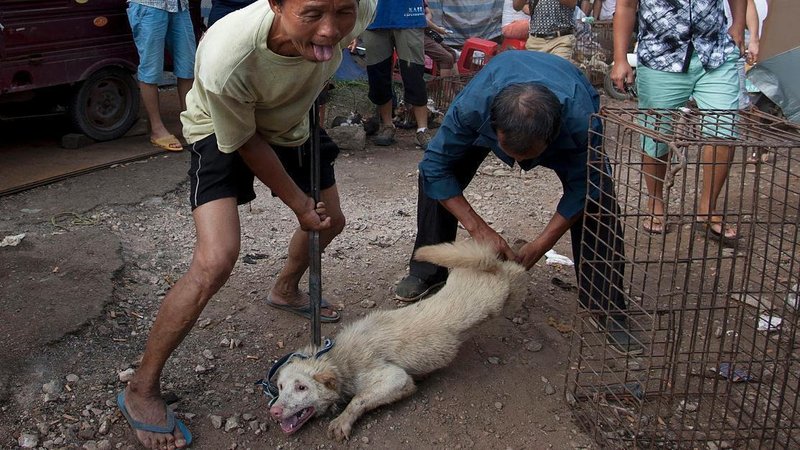 Was können Sie gegen Tierquälerei in China und in Ihrem Umfeld tun?