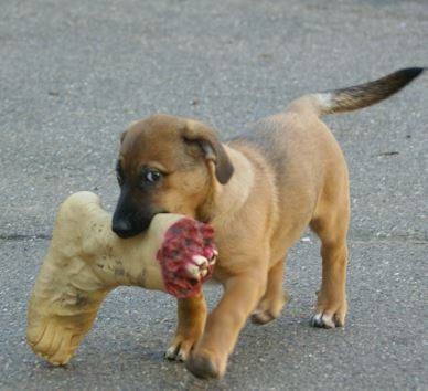 Ein veganer Hund macht mal eine kleine Ausnahme – aber garantiert bio, er weiss wo es herkommt, vom Nachbarn seines Vertrauens, und der Nachbar hatte ein gutes Leben :-)