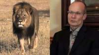 Das ist Cecil, der von Walter James Palmer, einem Zahnarzt aus Minnesota, grausam ermordet wurde