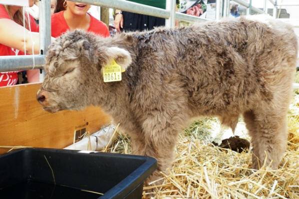 Der Verein gegen Tierfabriken (VgT) gibt den Tieren an der „Qualfleischausstellung beef 15“ eine Stimme