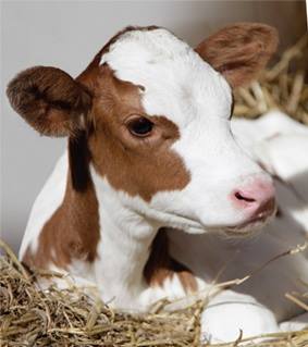 „Ich esse kaum noch Fleisch, und wenn, dann nur Bio.“ „Ich weiss als bewusster und verantwortungsvoller Konsument wo mein Fleisch herkommt: vom Bauern und Metzger meines Vertrauens.“