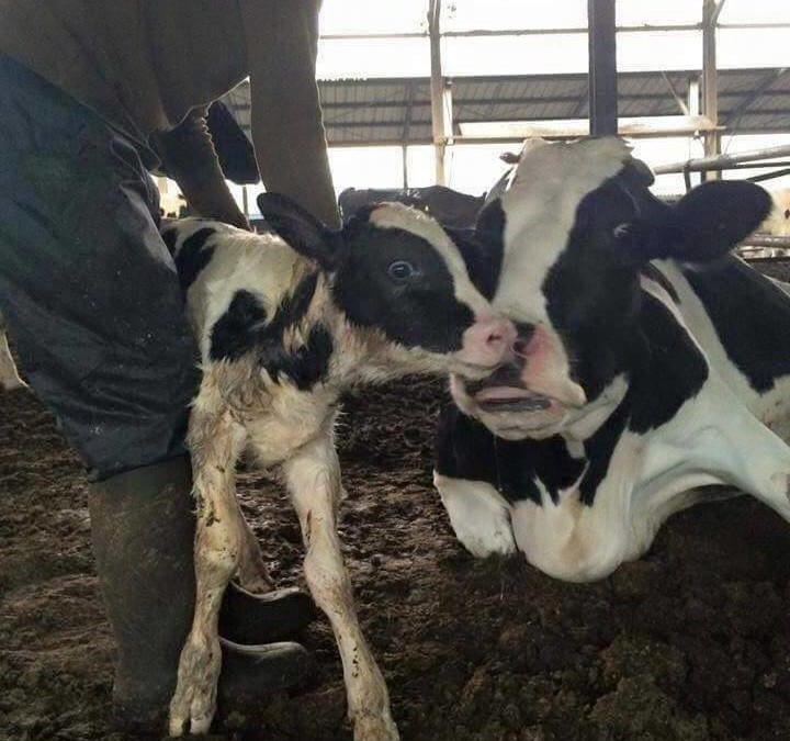Ein Kind wird der Mutter entrissen  Milchkühe und ihre Babys – eine Geschichte grausamster menschlicher Barbarei