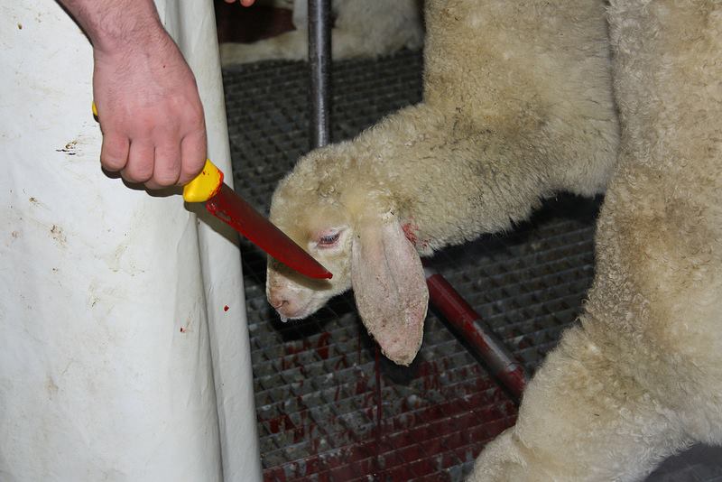 Bald ist Ostern – sind die Osterlämmer (Tierkinder!) auch Opfer Ihrer (Fr)esssucht?