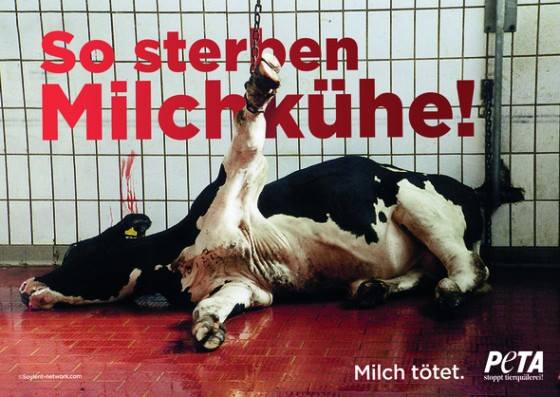 So sterben Milchkühe! Milch tötet