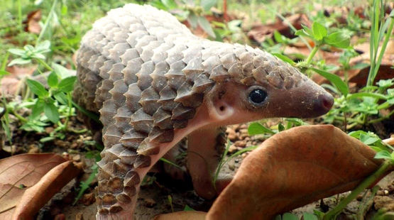 Bitte unterschreibt: Das Pangolin nicht essen!