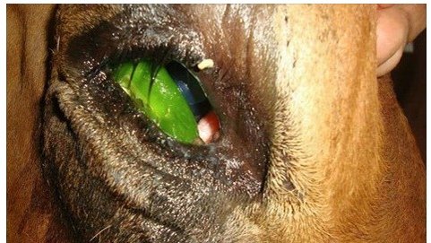 Petition wegen Perversion in Indien: Vor dem Schlachten quält man die Kühe mit grünem Chili in den Augen