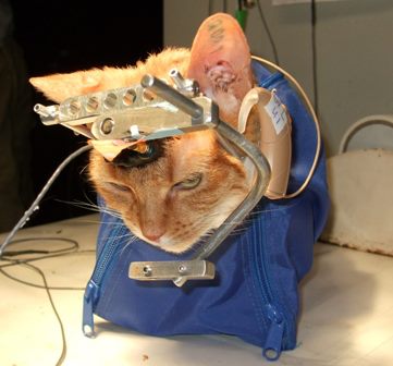 Die Tierrechtsorganisation PETA berichtet über Horror-Experimente an Katzen
