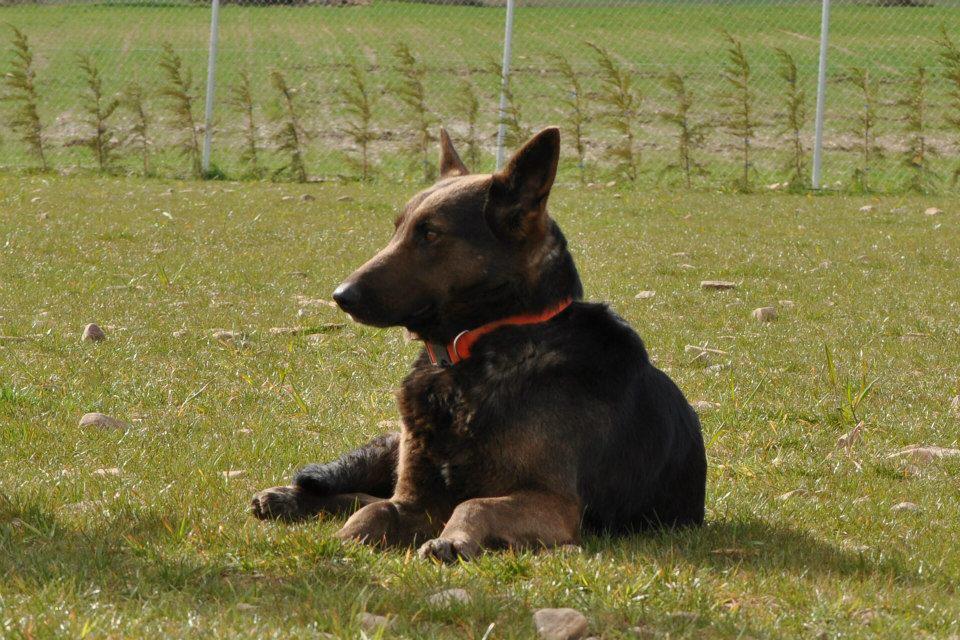 Schäferhunde sind etwas ganz besonderes – wenn man sie gut behandelt, dann sind sie ein ganz grosses Geschenk, auch oder gerade dann, wenn sie aus dem Tierschutz kommen