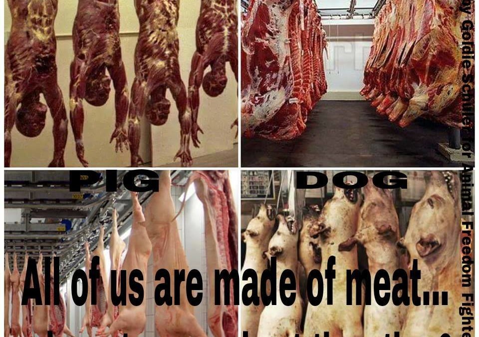 Mensch, Kuh, Schwein und Hund – alle Körper enthalten Fleisch