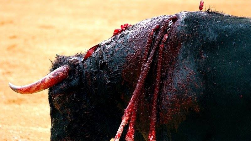 Was halten Sie von Stier“kampf“? Barbarische Tierquälerei oder Unterhaltung, die Spass macht?