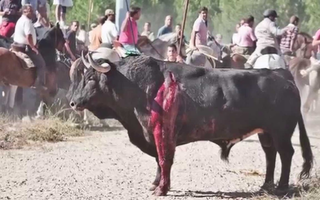 Sehr gutes Video über die Situation in Spanien: Volksfeste und Stier“kämpfe“