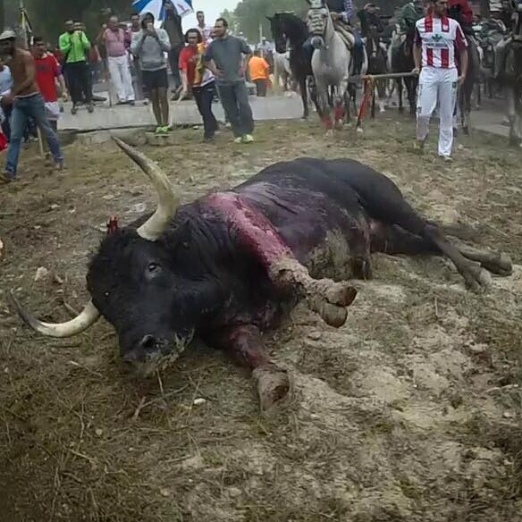 Diese Woche hat der Pöbel wieder einen Stier mit Lanzen langsam zu Tode gequält – auf dem Volksfest „Toro de la Vega“ in Tordesillas