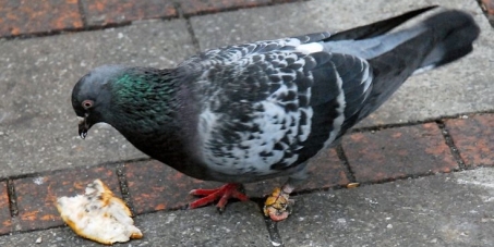 Wie lange soll die Tierquälerei mit Tauben noch erlaubt sein?