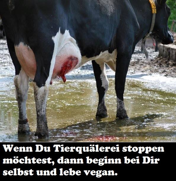 Wenn Du Tierquälerei stoppen möchtest, dann beginn bei Dir selbst und werde vegan!