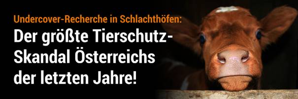 Der größte Tierschutz-Skandal in Österreich“ zeigt den ganz normalen üblichen Wahnsinn in den Schlachthäusern dieser Welt